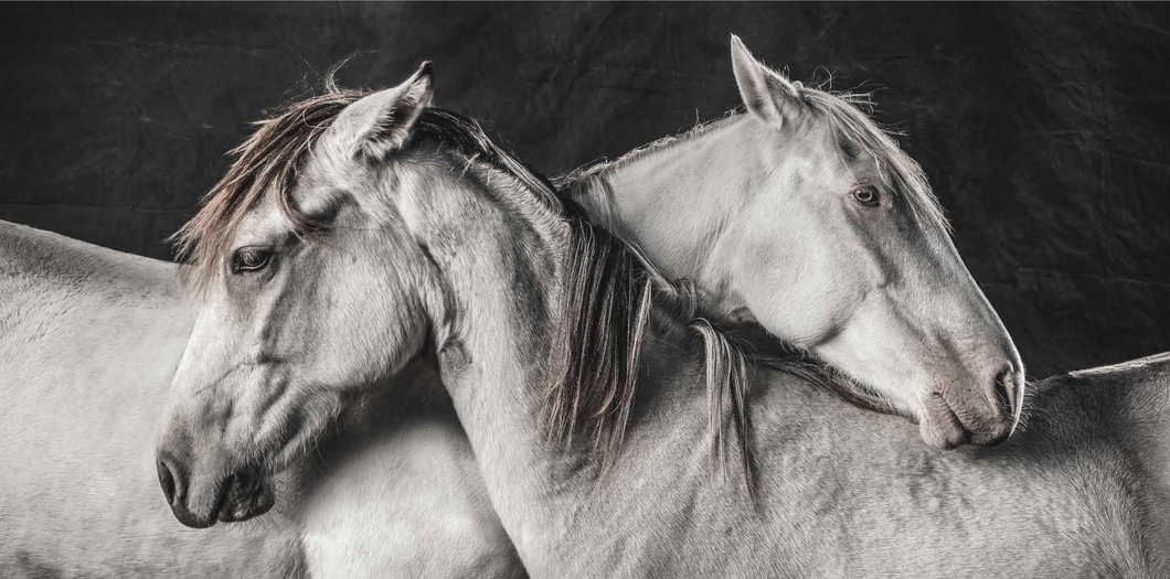 White Mustang